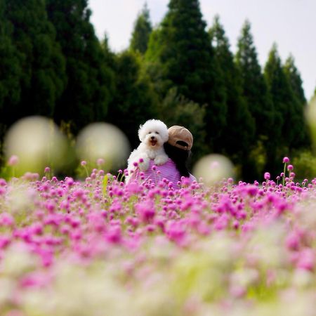 くじゅう花公園　キャンピングリゾート花と星 Kuju Esterno foto