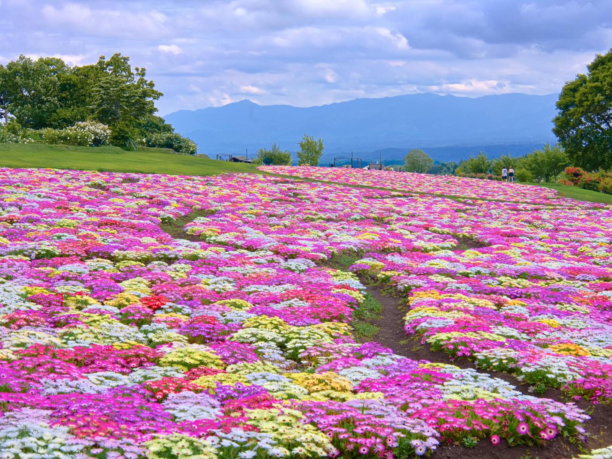くじゅう花公園　キャンピングリゾート花と星 Kuju Esterno foto