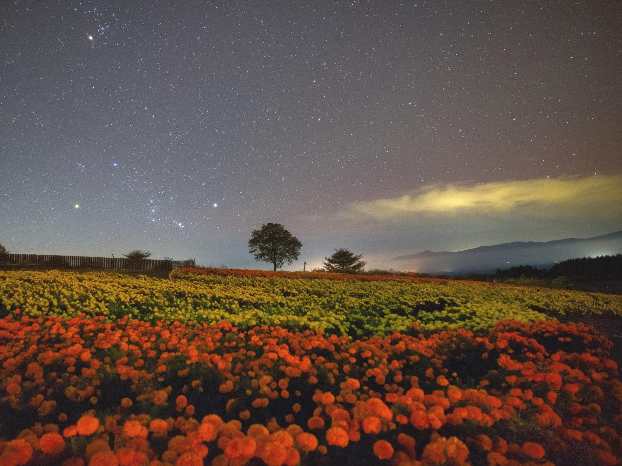 くじゅう花公園　キャンピングリゾート花と星 Kuju Esterno foto