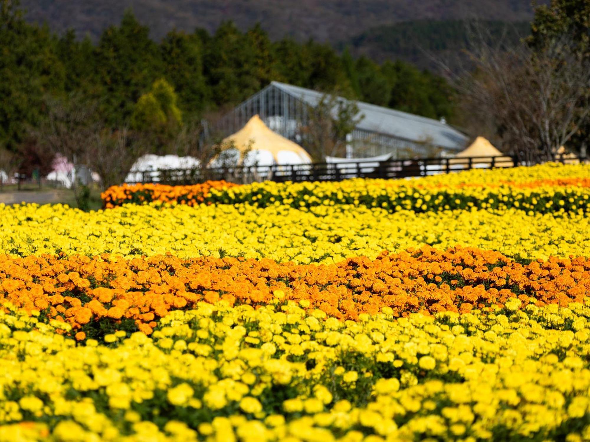 くじゅう花公園　キャンピングリゾート花と星 Kuju Esterno foto