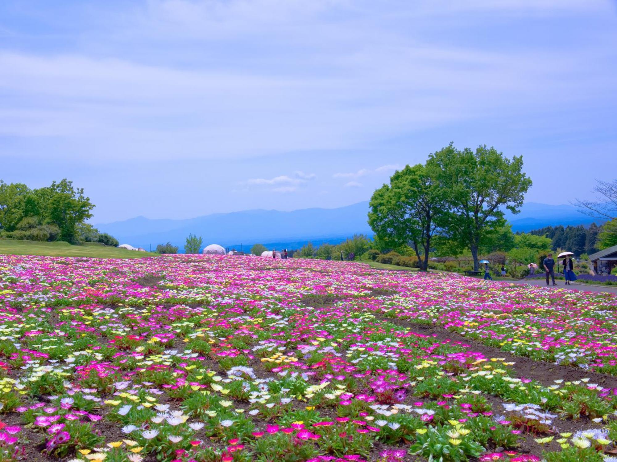 くじゅう花公園　キャンピングリゾート花と星 Kuju Esterno foto