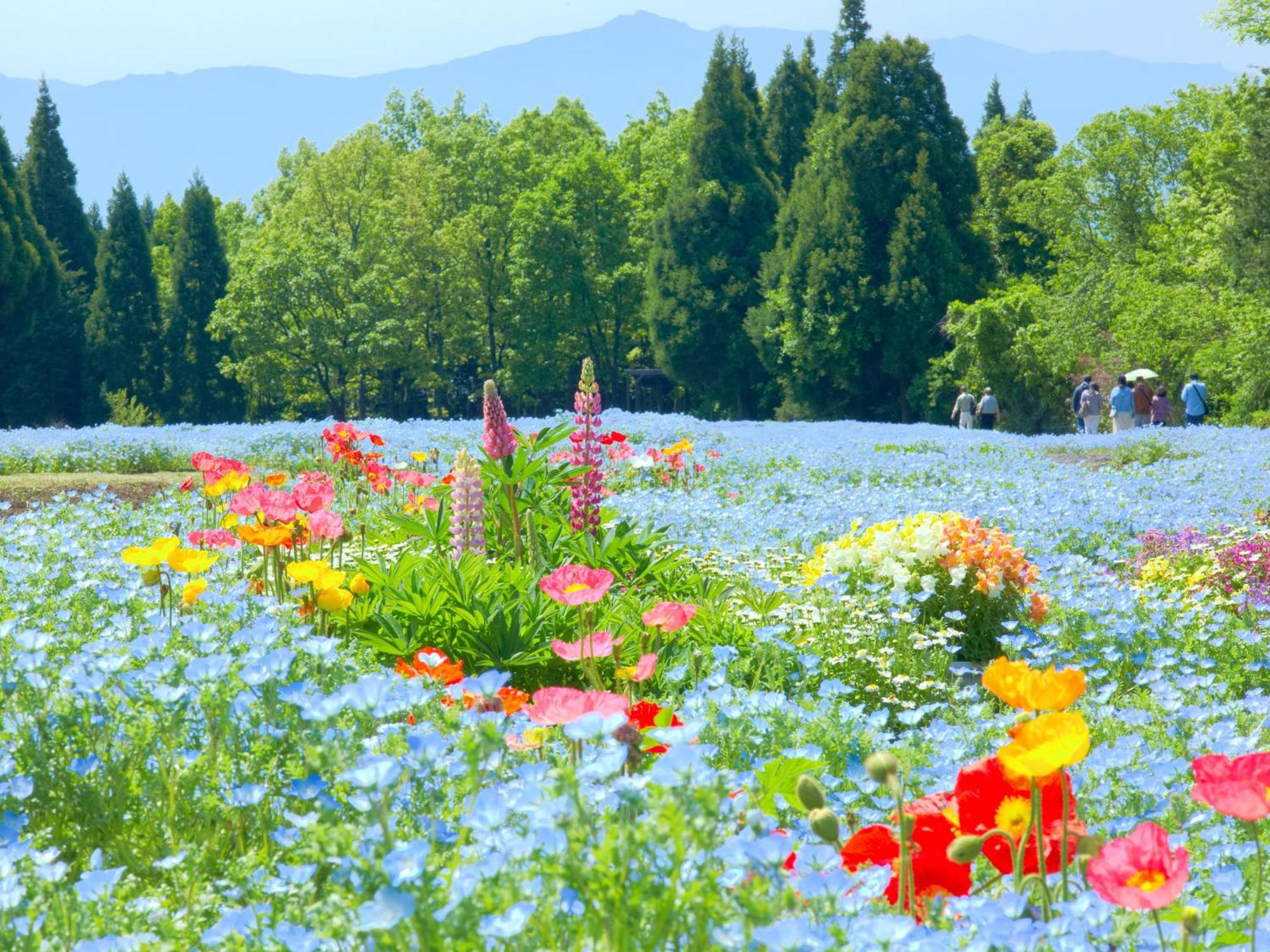 くじゅう花公園　キャンピングリゾート花と星 Kuju Esterno foto