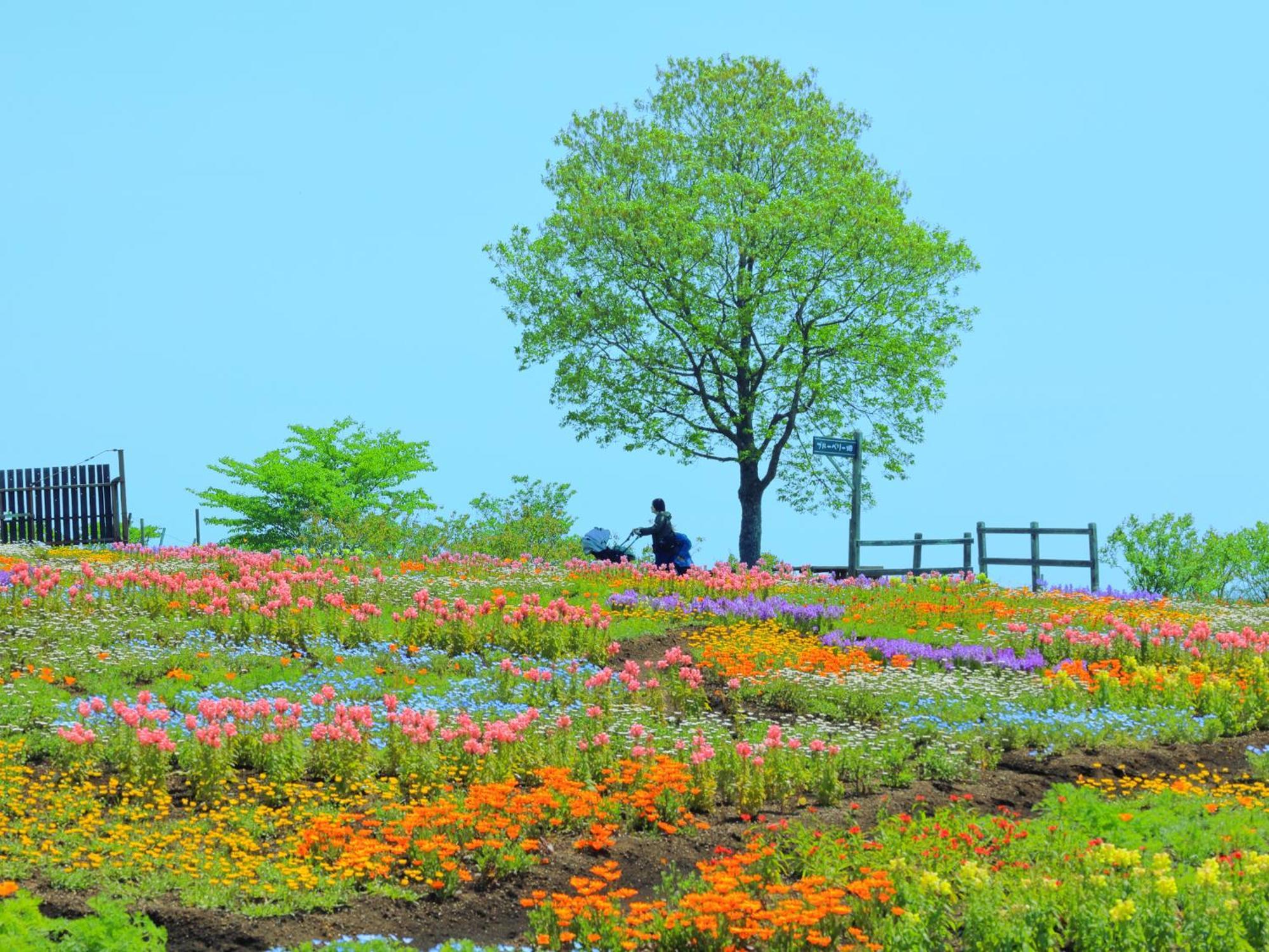 くじゅう花公園　キャンピングリゾート花と星 Kuju Esterno foto