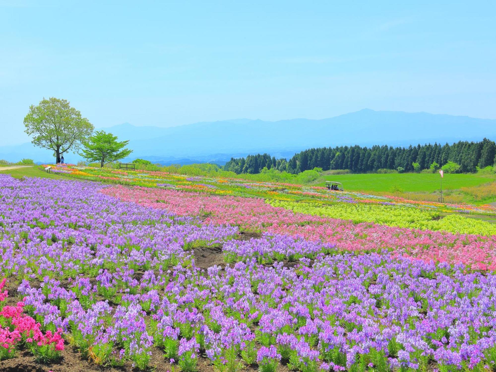 くじゅう花公園　キャンピングリゾート花と星 Kuju Esterno foto