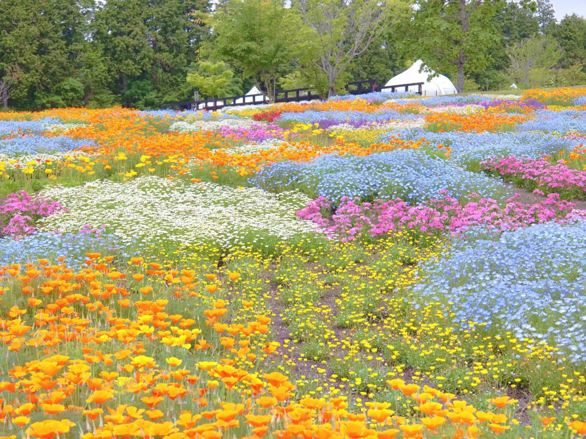 くじゅう花公園　キャンピングリゾート花と星 Kuju Esterno foto