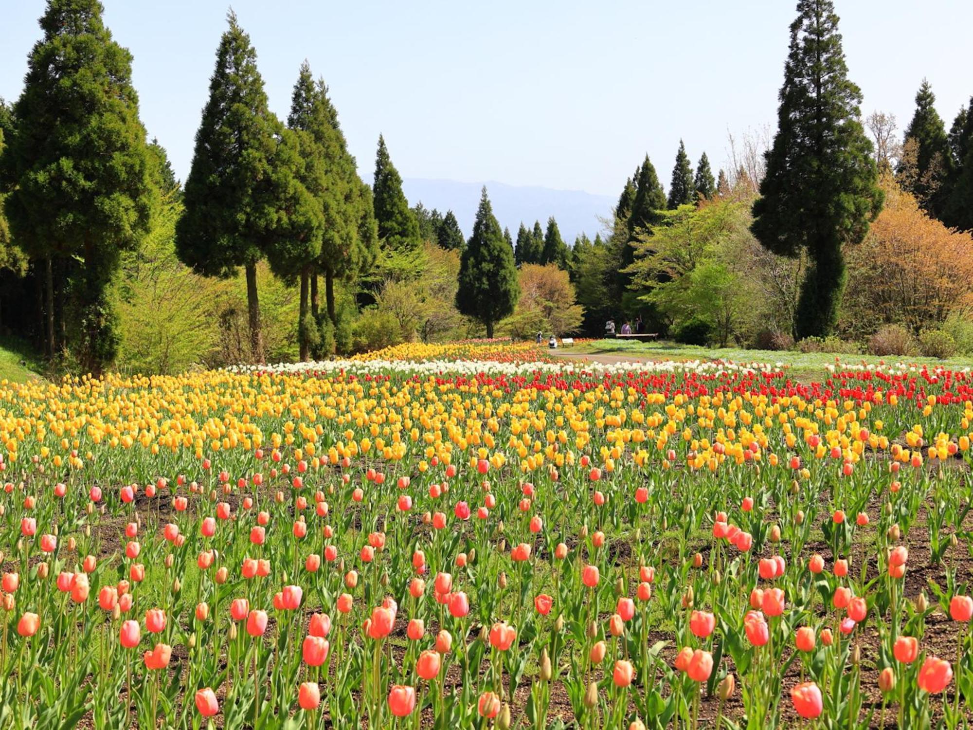 くじゅう花公園　キャンピングリゾート花と星 Kuju Esterno foto