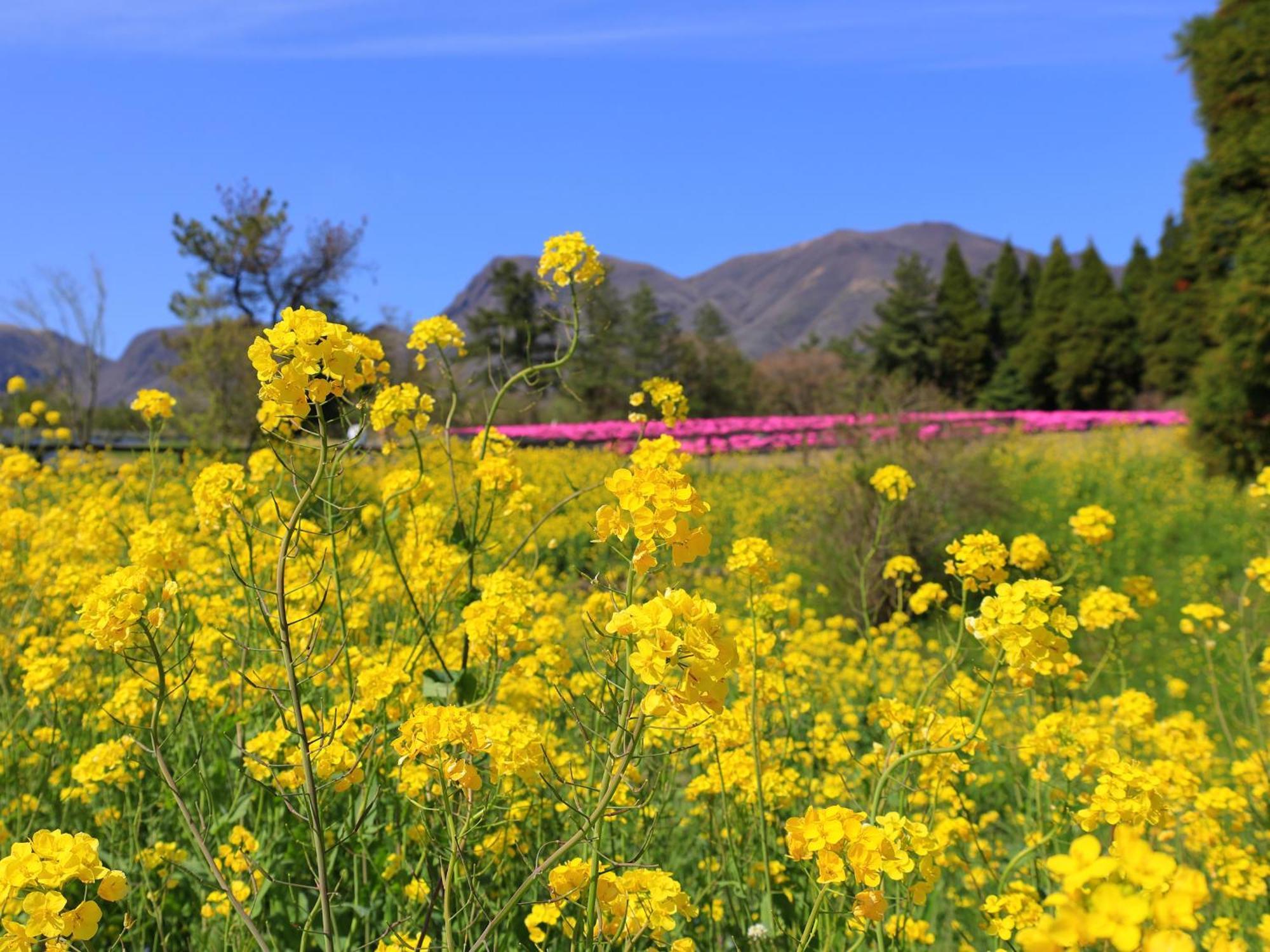 くじゅう花公園　キャンピングリゾート花と星 Kuju Esterno foto