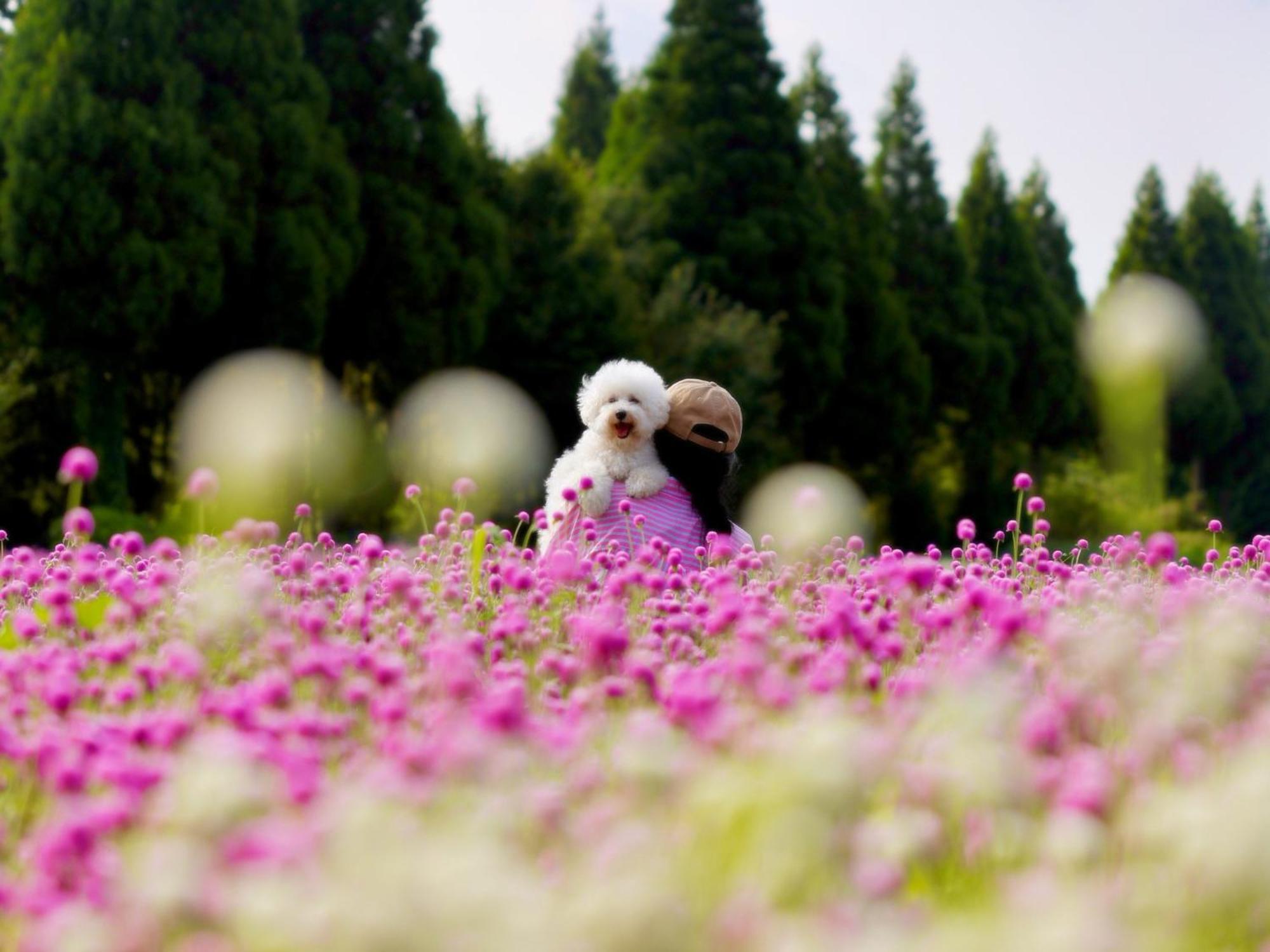 くじゅう花公園　キャンピングリゾート花と星 Kuju Esterno foto