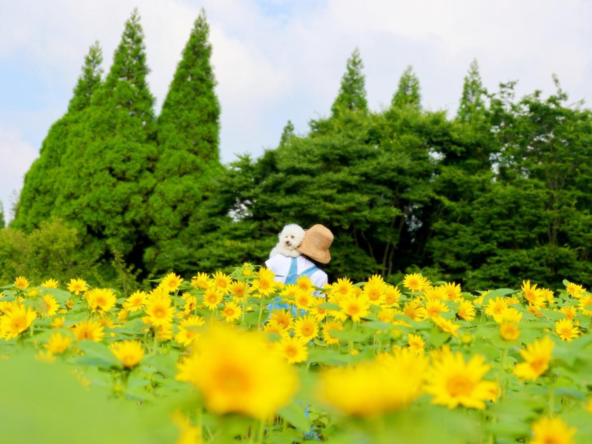 くじゅう花公園　キャンピングリゾート花と星 Kuju Esterno foto